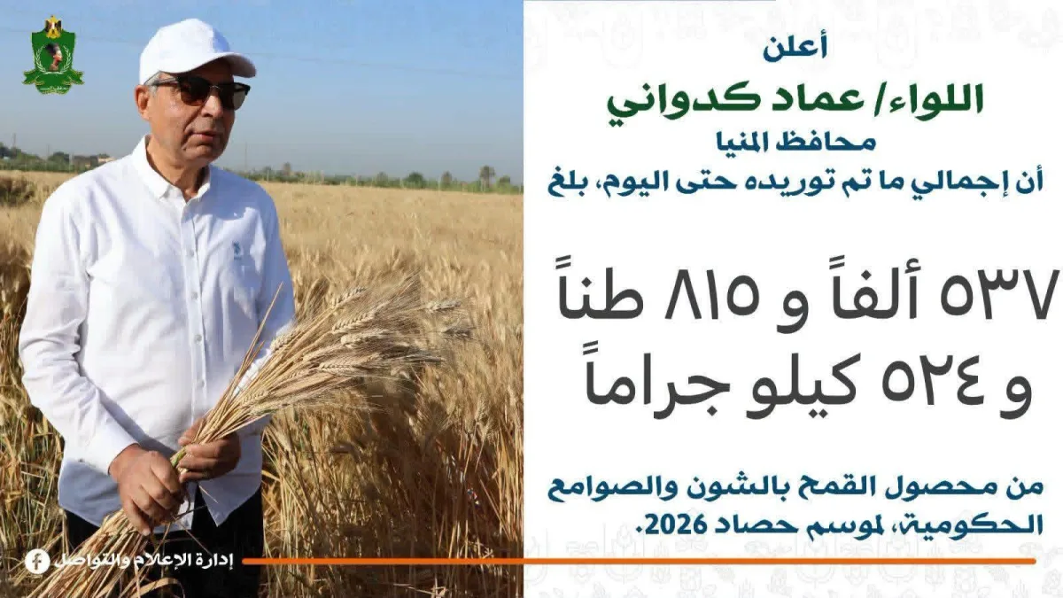 المنيا تواصل نجاح موسم القمح.. توريد 537 ألف طن ورقابة مكثفة